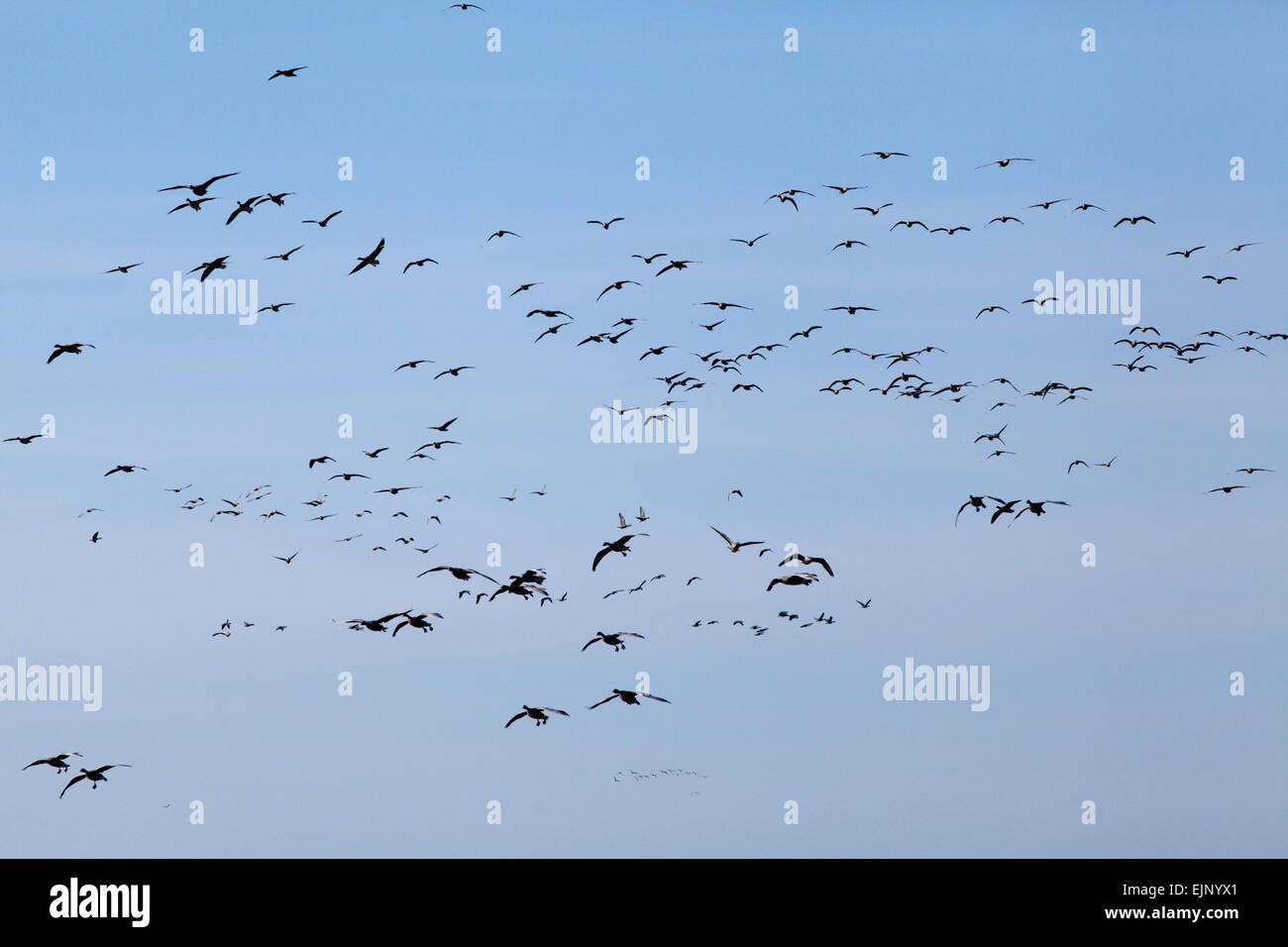 Rosa-footed oche (Anser brachyrhynchus). Oche di svernamento discendente. Martin semplice. WWT Centro, Wigan Greater Manchester, Lancashire. Foto Stock