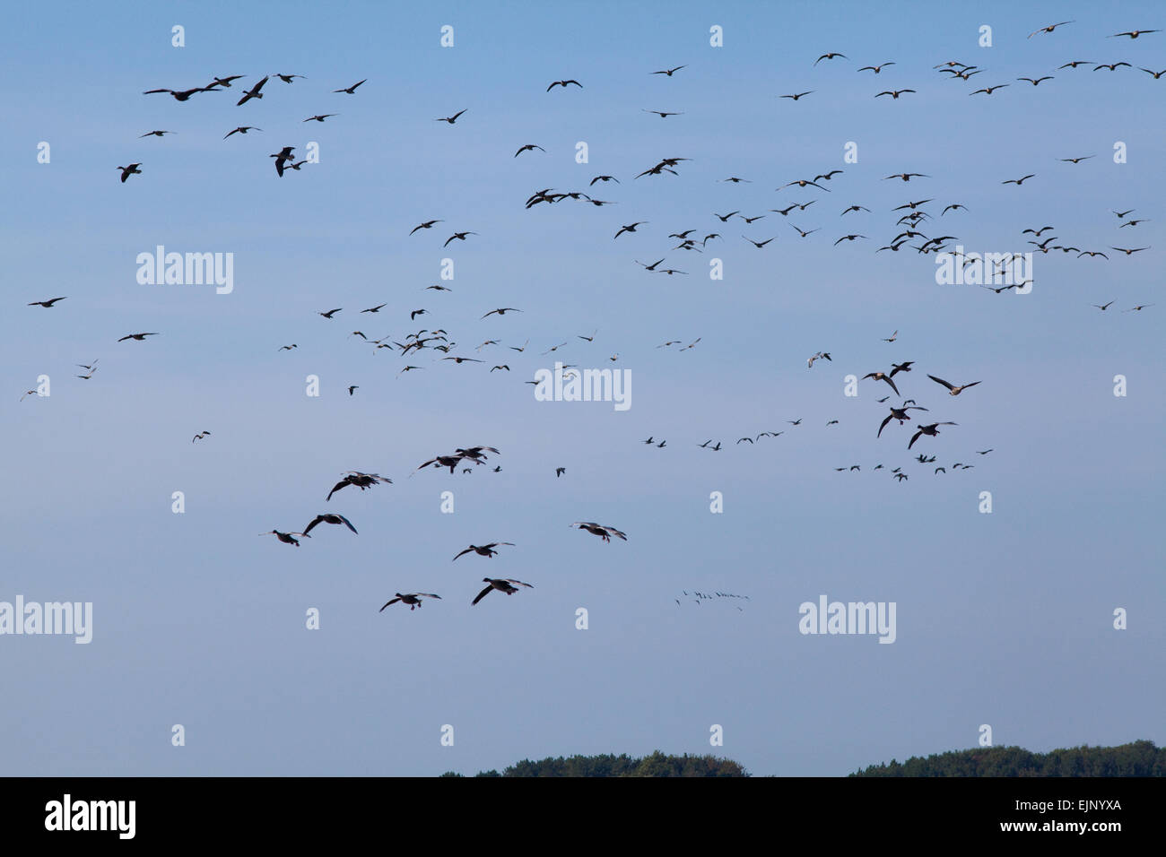 Rosa-footed oche (Anser brachyrhynchus). Oche di svernamento discendente. Martin semplice. WWT Centro, Wigan Greater Manchester, Lancashire. Foto Stock