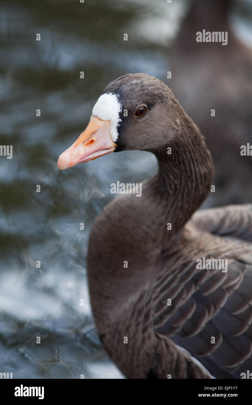 La Groenlandia bianco-fronteggiata Goose (Anser Albifrons flavirostris) riconosciuto e descritto da Dalgety e Scott. Sir Peter Scott. Foto Stock