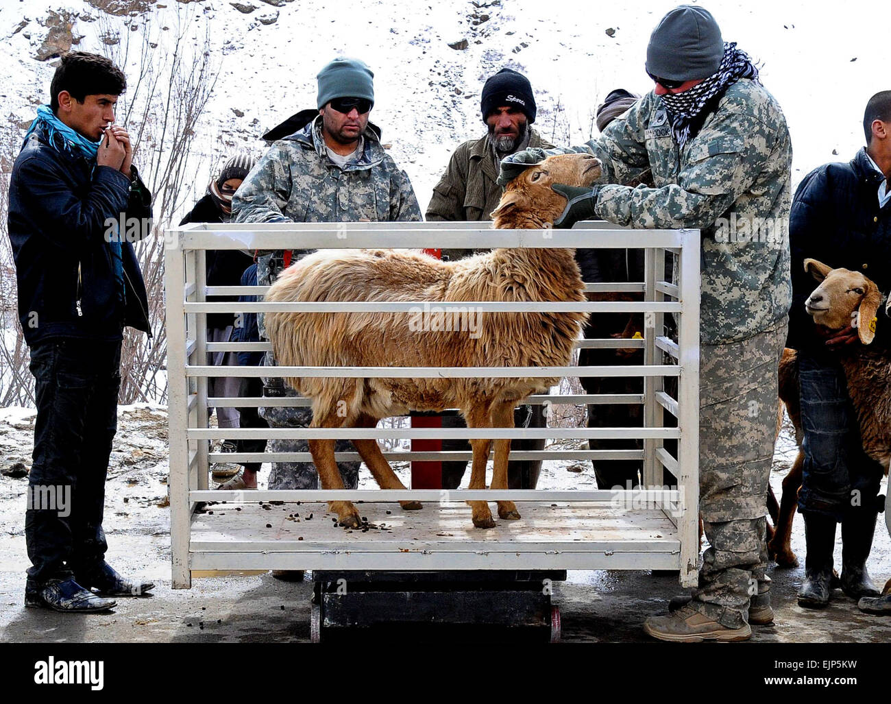 Stati Uniti Il personale dell'esercito Sgt. Joshua Hancock, assistente del Panjshir agricolo di piombo, Kentucky agro-alimentare del team di sviluppo II e Monticello, Ky., nativo, esamina una pecora nel distretto di Khenj Marzo 5. Il Kentucky ADT II ha esaminato più di 120 pecore gravide in tre distretti e ha un seminario previsto per il mese di aprile per insegnare agli agricoltori e allevatori di come utilizzare i risultati ottenuti per migliorare la salute dei loro greggi. Foto Stock
