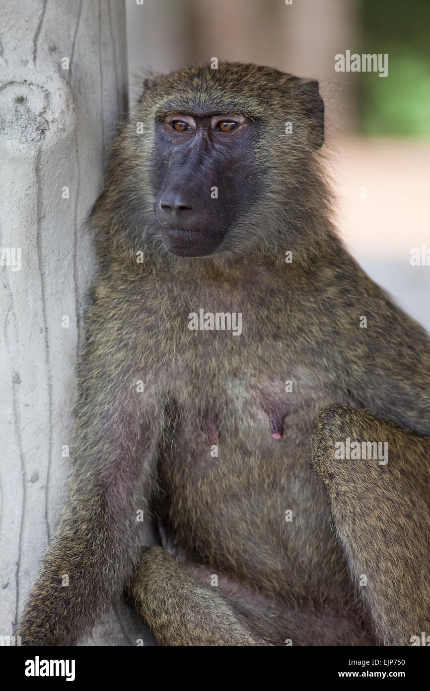Oliva o Anubis babbuino (papio anubis). Sveglio femmina, evitando il diretto contatto visivo con osservatore umano e la lente della fotocamera in Ghana. Foto Stock