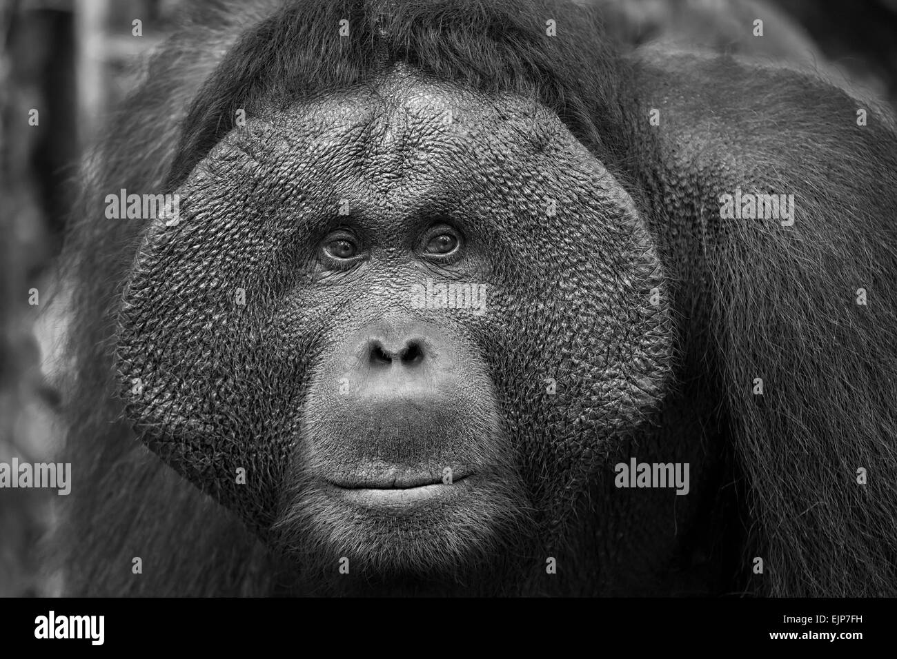 Maschio dominante orangutan a Kalimantan, Borneo Foto Stock