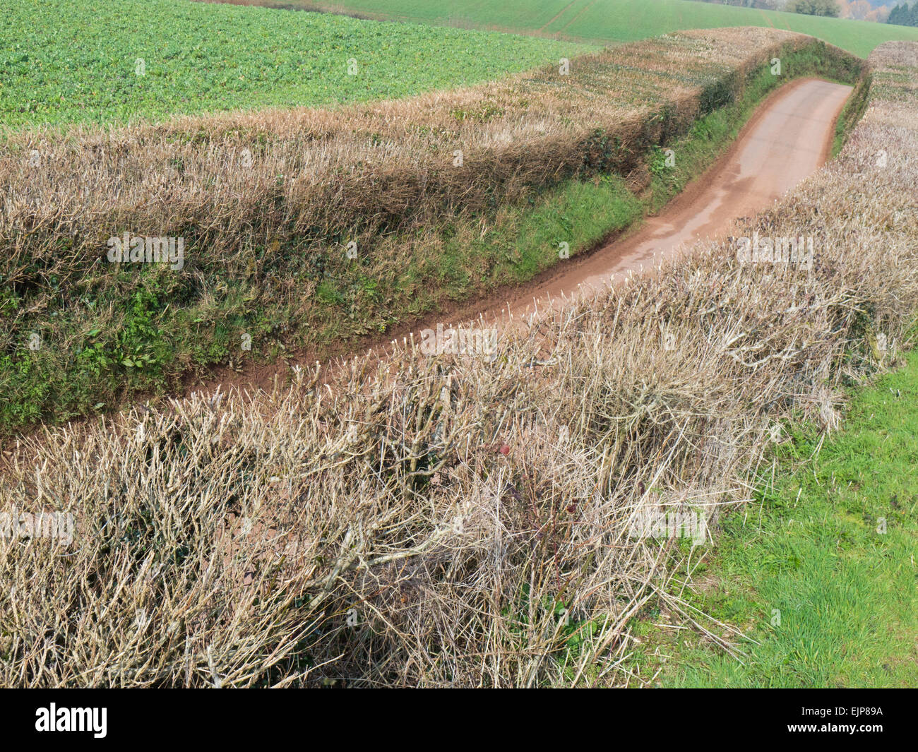 Siepi lungo Devon vicolo del paese Foto Stock