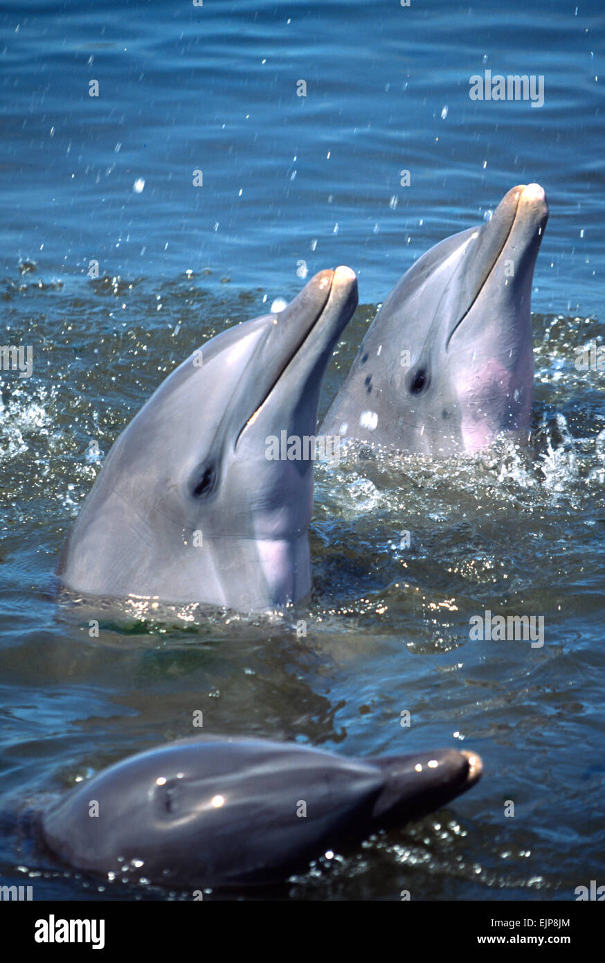 Naso di Bottiglia i delfini giocare presso il Centro Ricerca Delfini Giugno 27, 1996 in chiave di maratona, FL. Il centro è il luogo dove la pinna originale è stato addestrato e specializzato in restituzione addestrato delfini selvaggi. Foto Stock