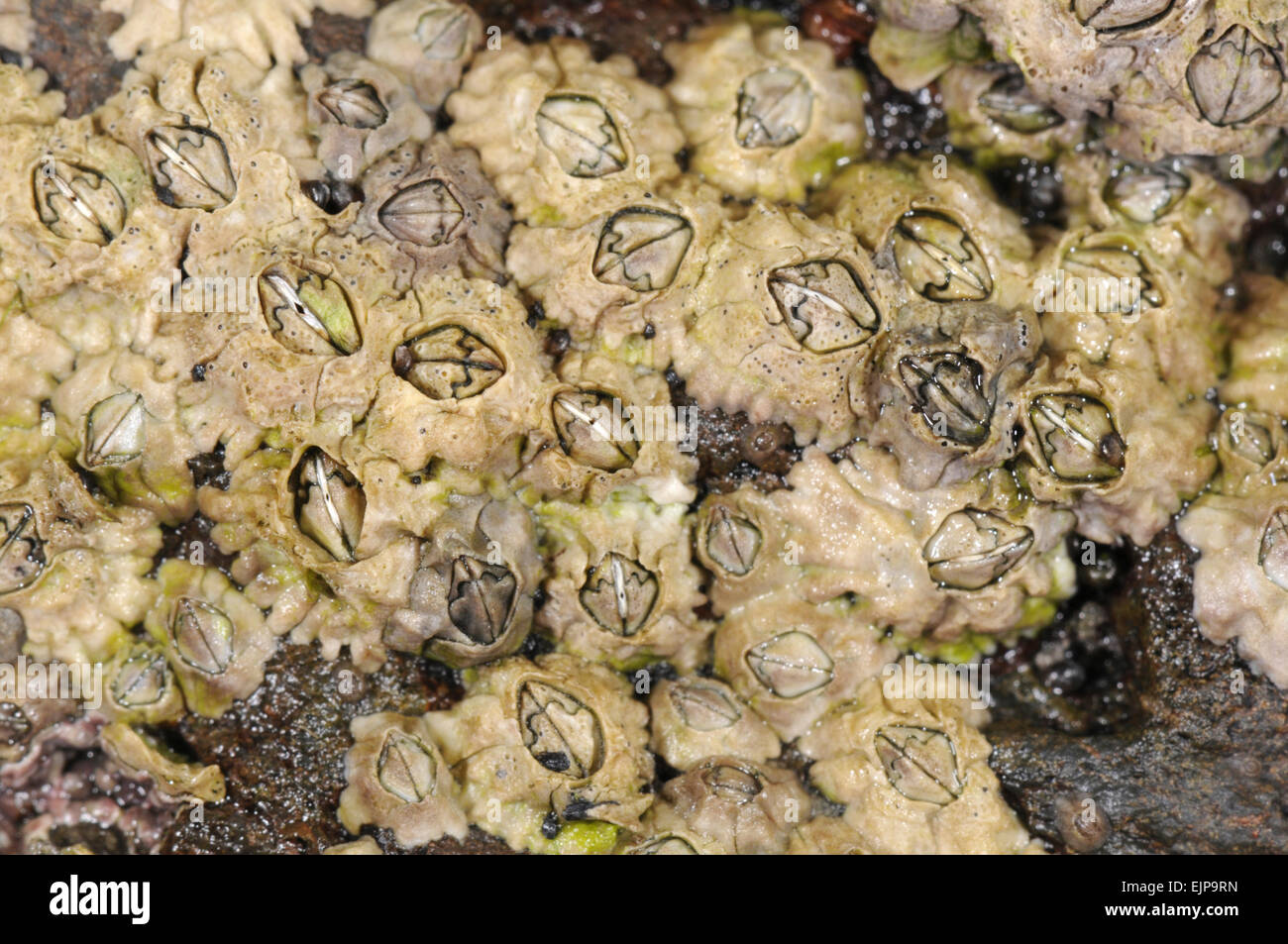 Acorn Barnacle - Semibalanus balanoides Foto Stock