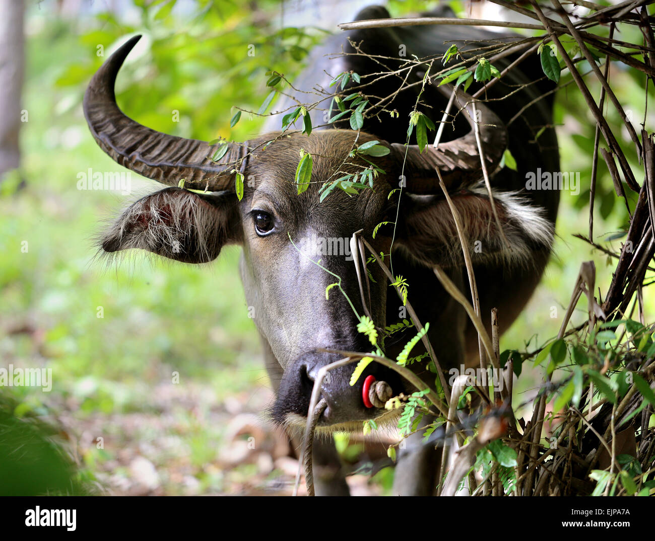 Bella mucca nera nella giungla in Thailandia Foto Stock