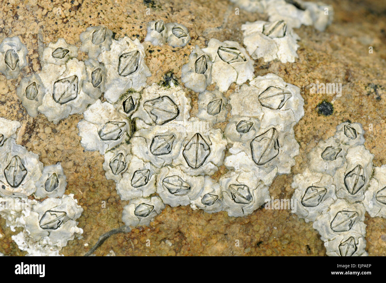 Acorn Barnacle - Semibalanus balanoides Foto Stock