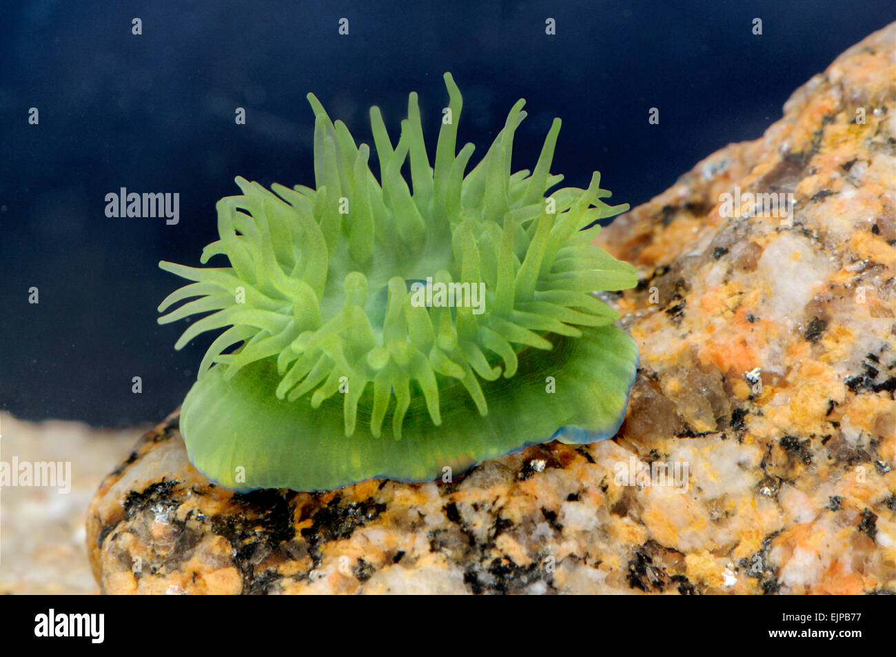 Anemone Beadlet - Actinia equina Foto Stock