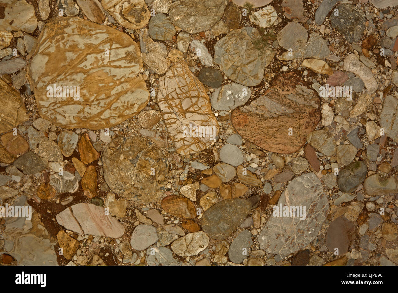 Leesburg conglomerato, roccia sedimentaria, Leesburg Virginia, questa roccia è stato utilizzato per rendere le colonne nella statua stanza a noi Foto Stock