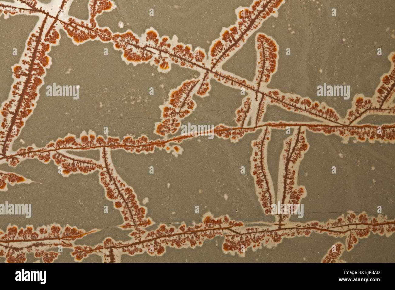 Riolite, 'dendritic Sonoran jasper', Messico Foto Stock