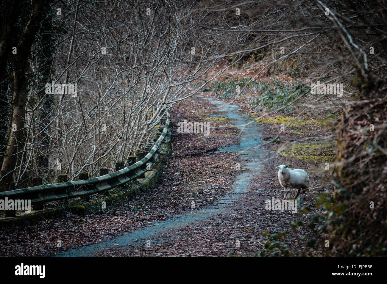 Un solitario Pecora in piedi su un abbandonati, ricoperta, strada deserta, tornando alla natura, Wales UK Foto Stock