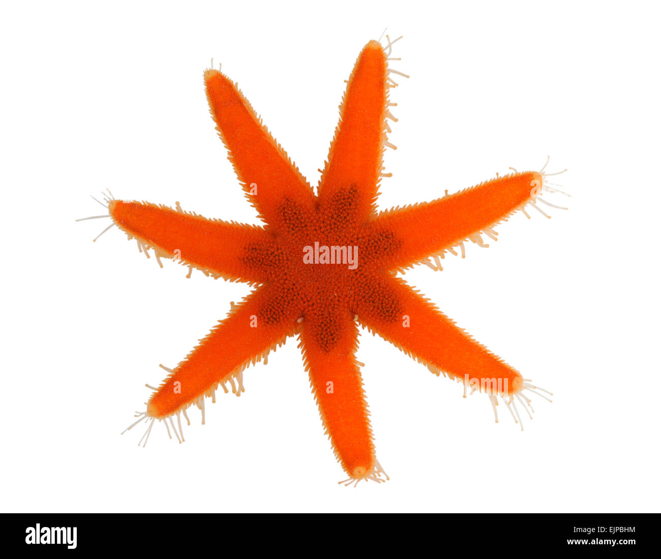 Sette-armati Starfish - Luidia ciliaris Foto Stock