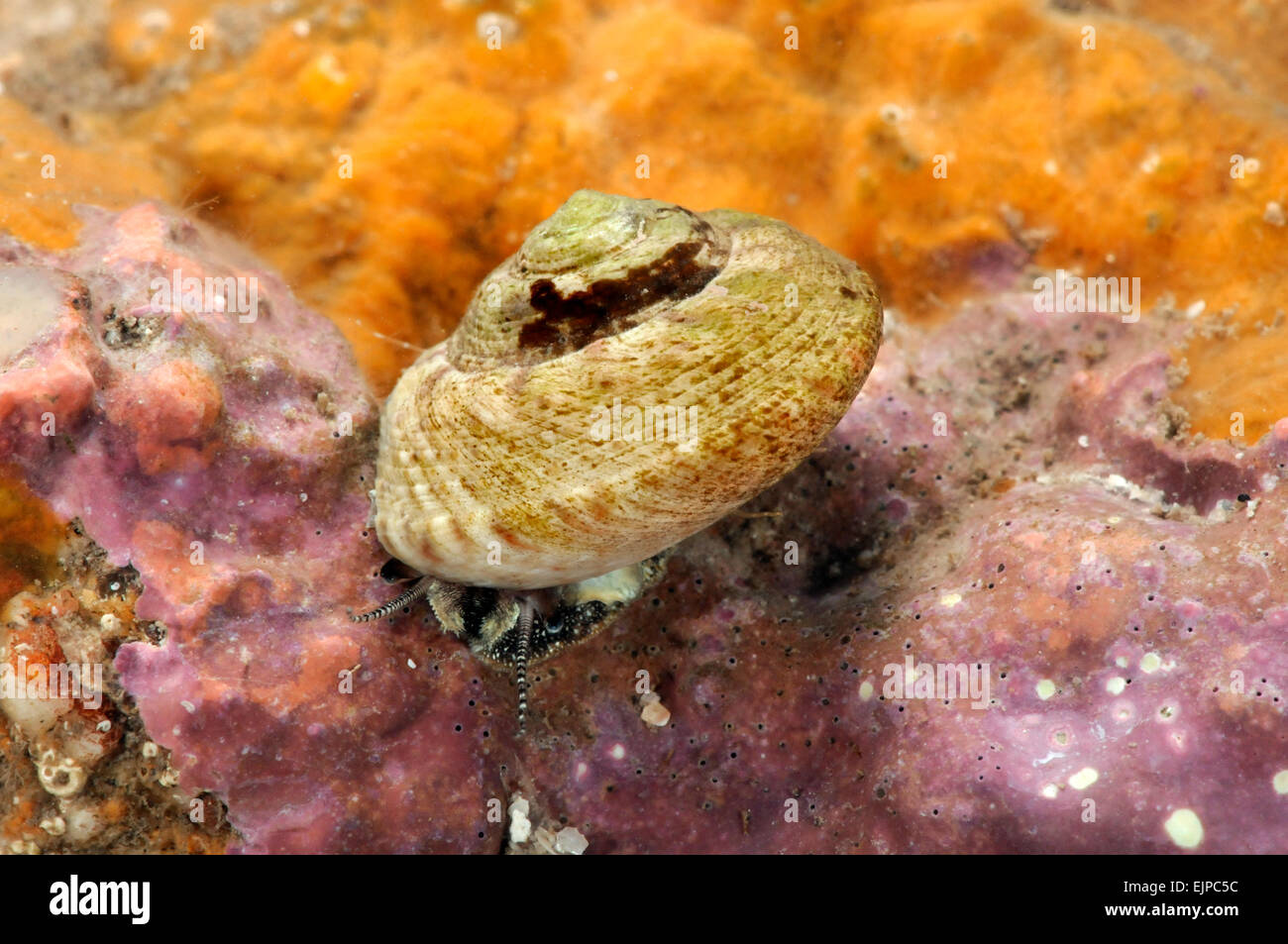 Turbante guscio superiore - Gibbula magus Foto Stock