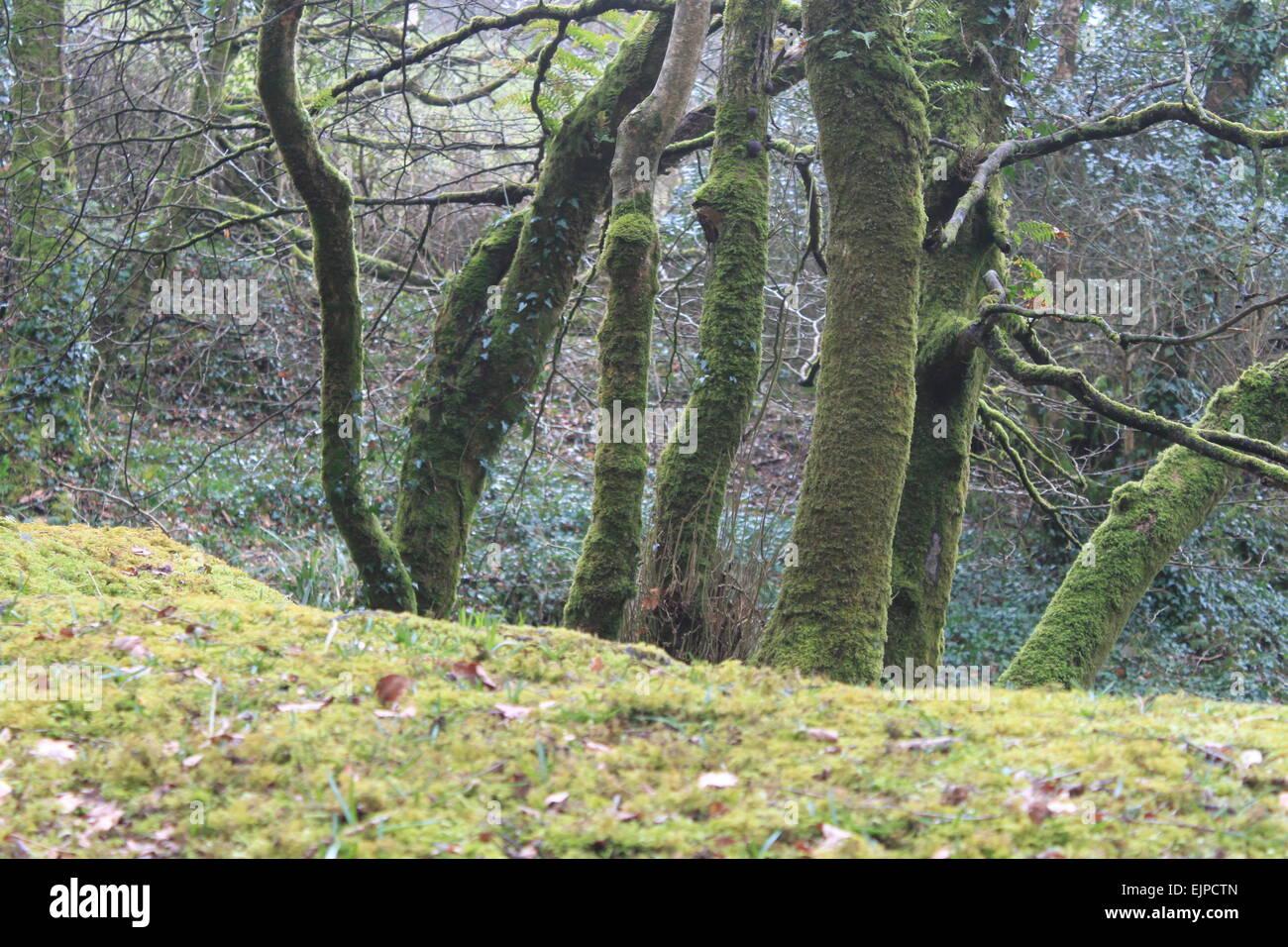 muschio coperto alberi e pietre nei boschi trevalor penzance cornovaglia Foto Stock