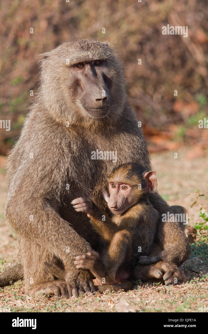 Anubi o babbuino Oliva (papio anubis). La madre e il giovane. Foto Stock