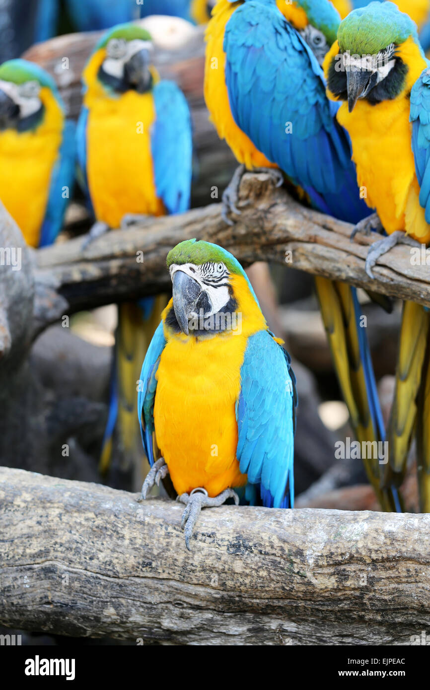 Grande bella una macaws fotografato vicino fino Foto Stock