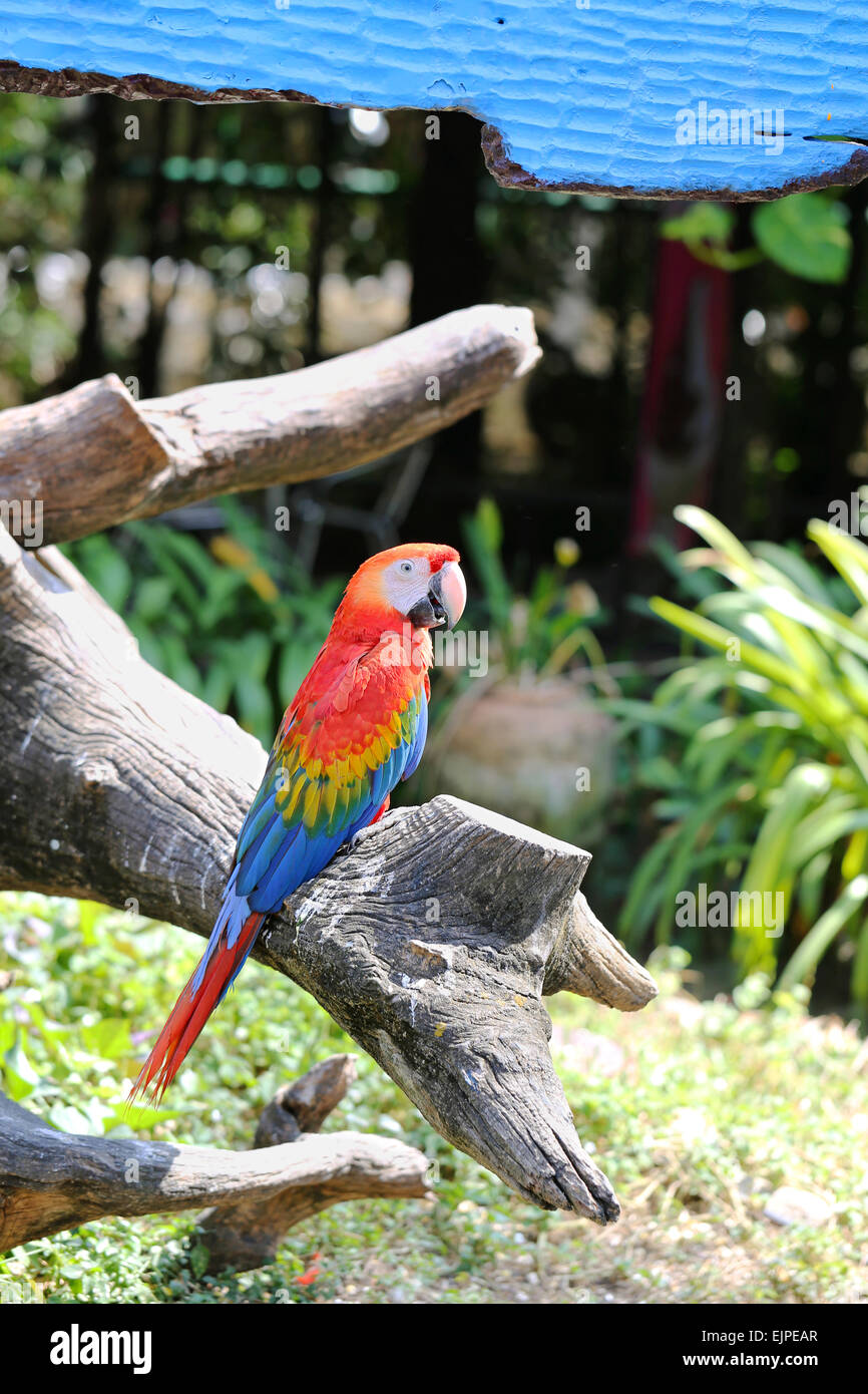 Grande bella una macaws fotografato vicino fino Foto Stock