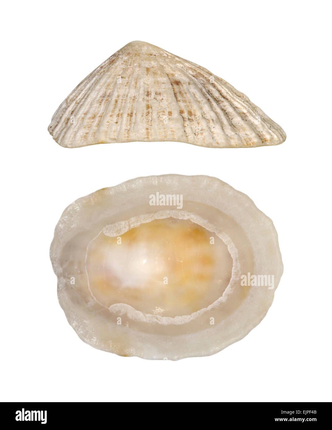 Cina Limpet - Patella ulyssiponensis Foto Stock