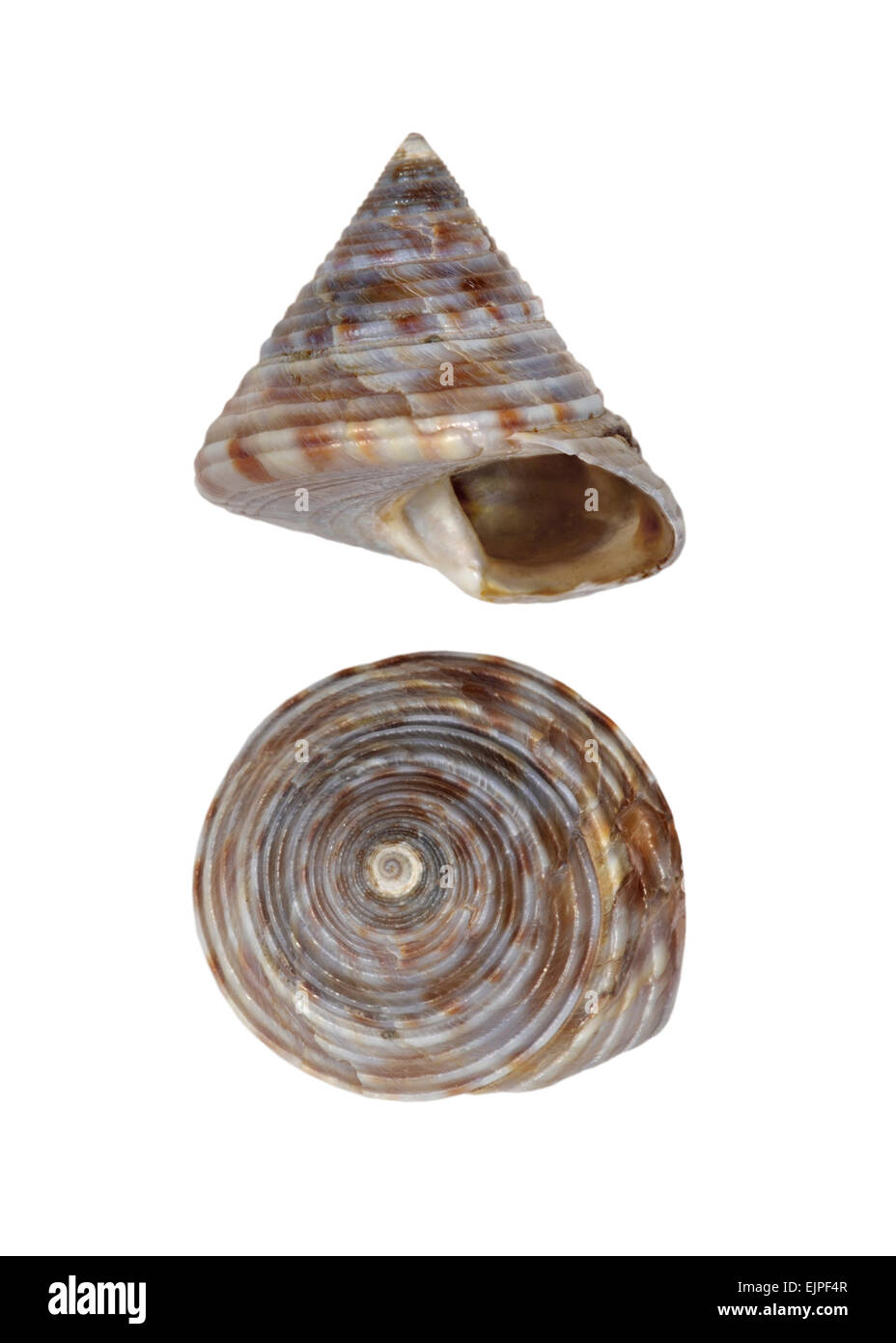 Parte superiore verniciata Shell - Calliostoma zizyphimum Foto Stock