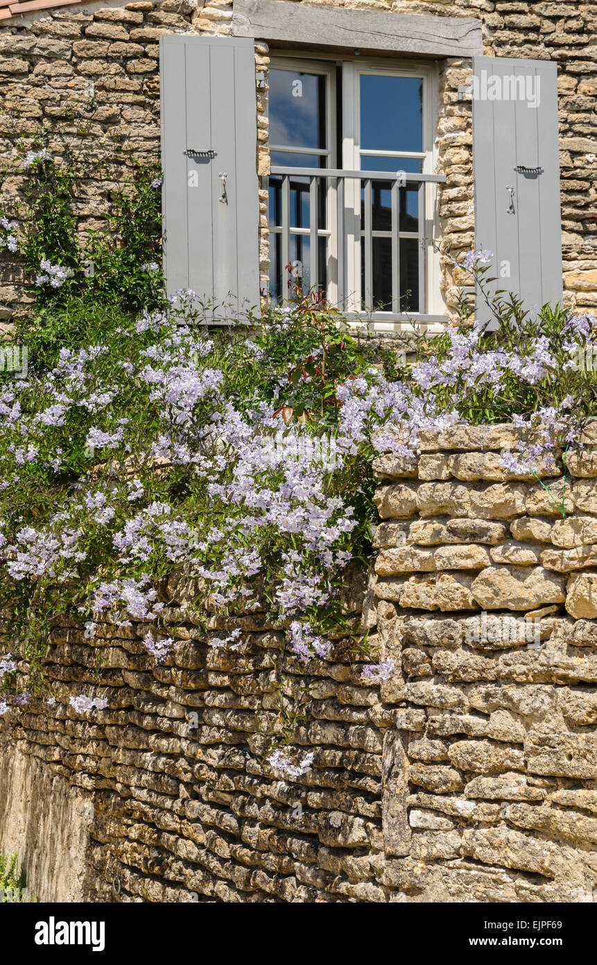 Il fiore lilla Solanum cresce su una parete nel giardino di una casa di Ares en Re, Ile de Re, Francia. Foto Stock