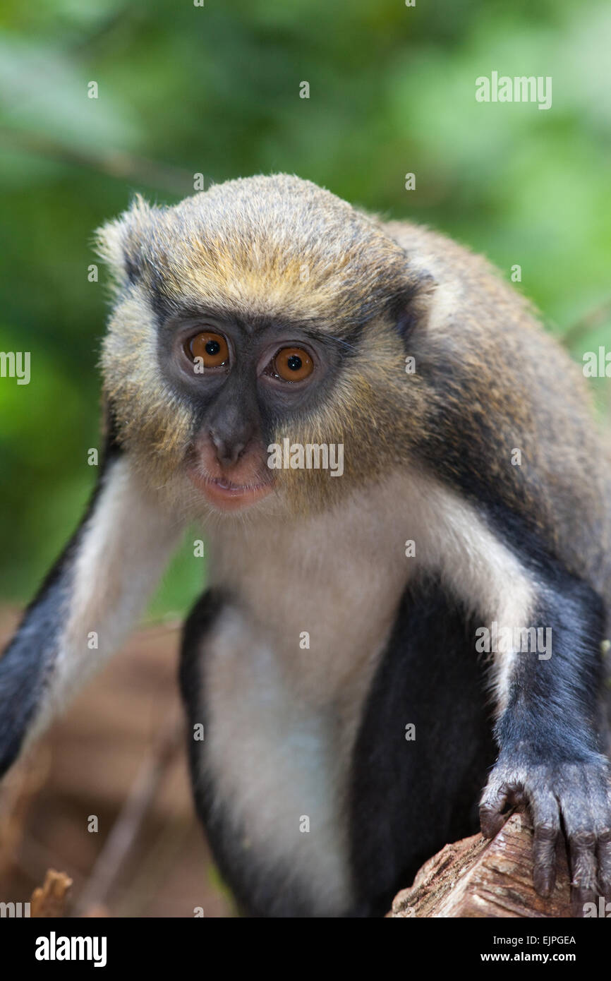 Mona Monkey (Cercopithecus mona). Ritratto. Il Ghana. Africa occidentale. Foto Stock