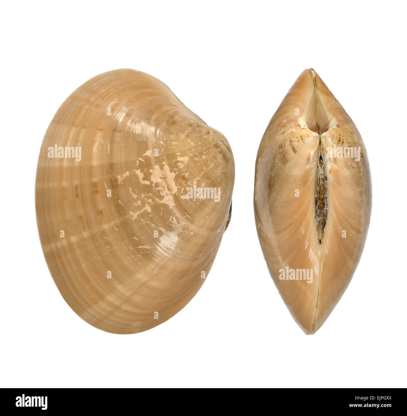 Brown Venus - Callista chione Foto Stock