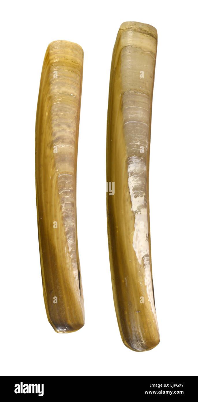 Ensis arcuatus Foto Stock