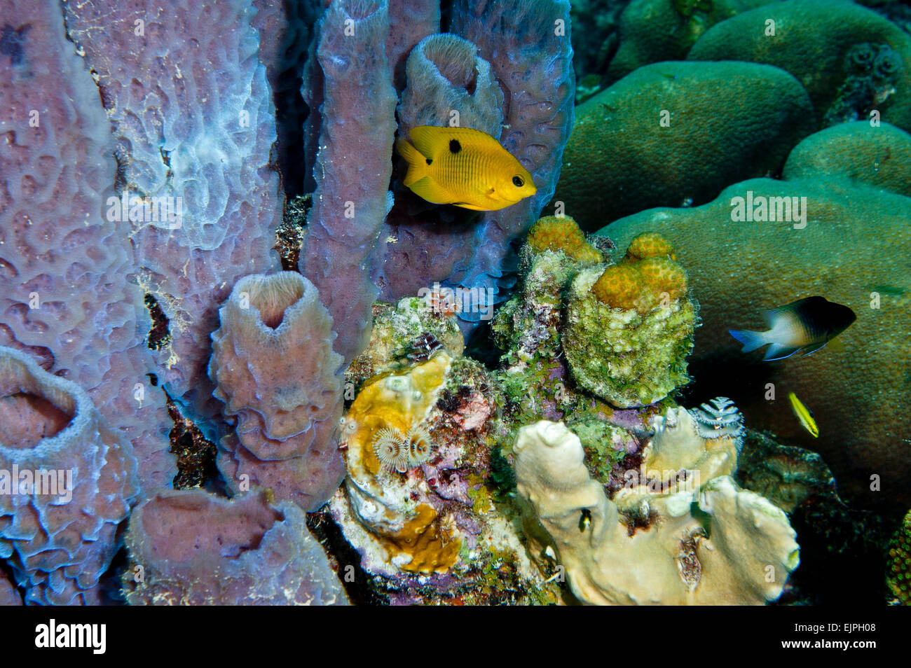 Cluster di tubi sul coralhead morto con un singolo bambino Threespot castagnole, Stegastes planifons e Bicolor castagnole Foto Stock