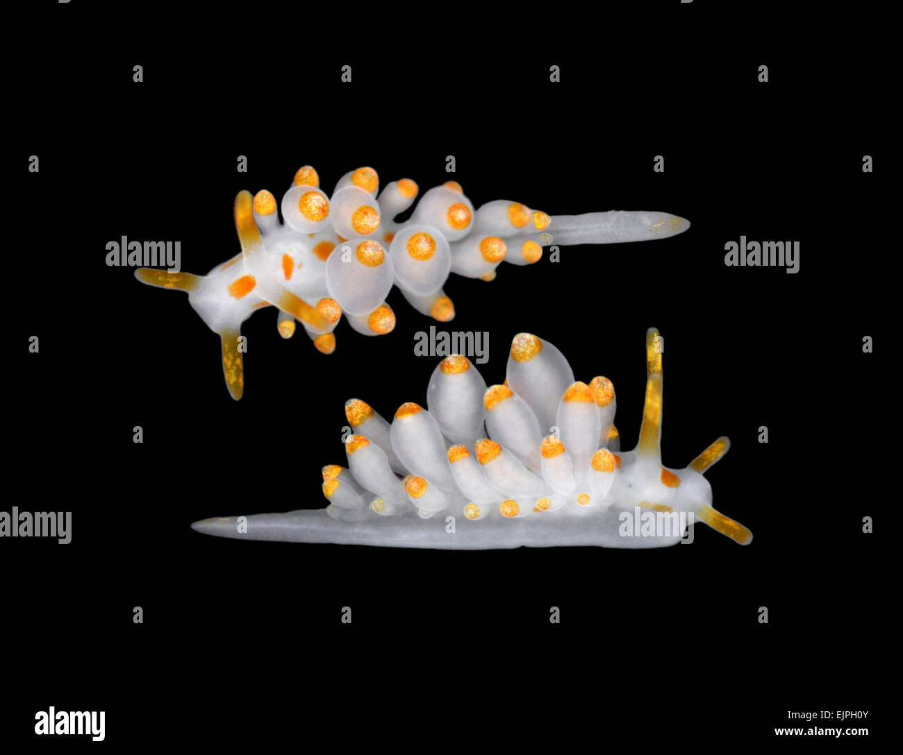 Eubranchus farrani - Sea Slug Foto Stock