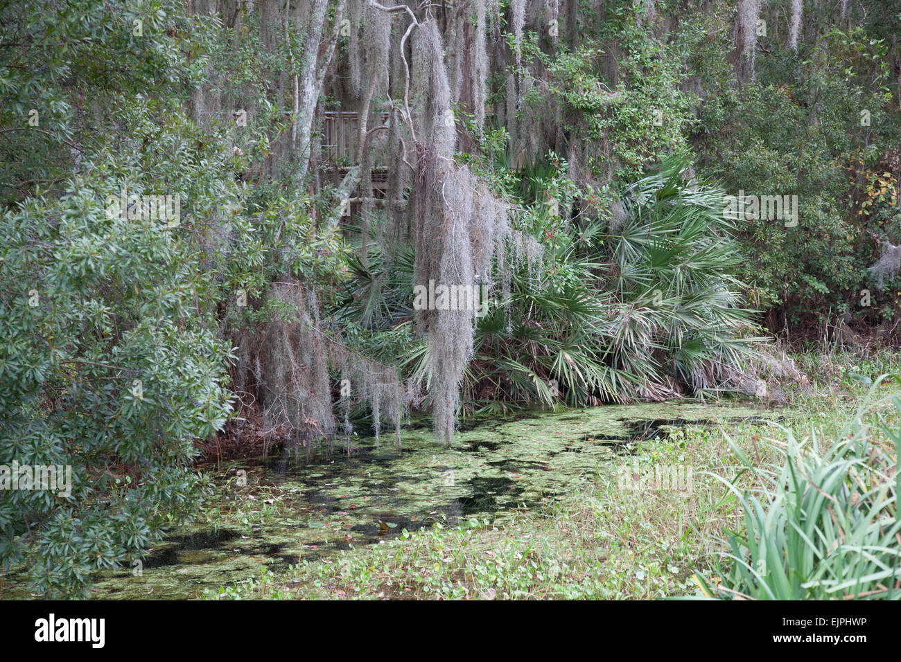 Sud della palude con alberi e muschio Spagnolo Foto Stock