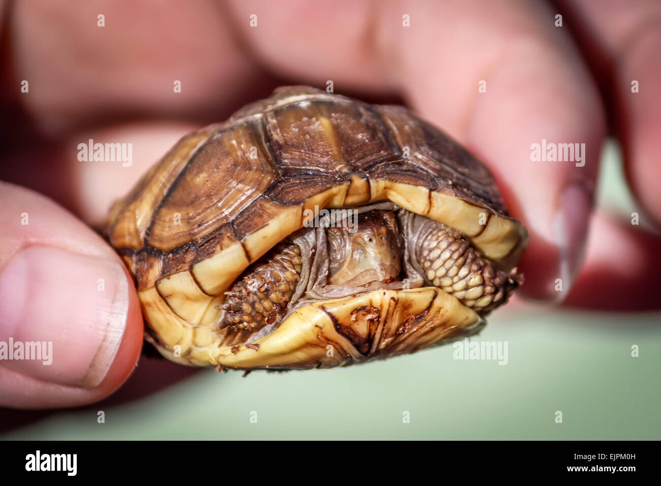 Baby Turtle nascondere in guscio Foto Stock