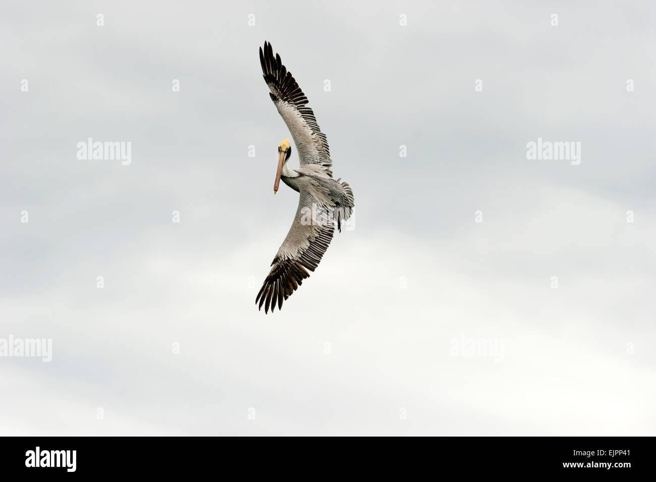 Un Pellicano uccelli marini si sta diffondendo le sue ali larghe. Foto Stock