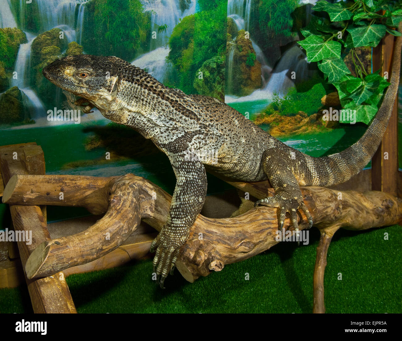Monitor di Savannah(Varanus exanthematicus). Foto Stock