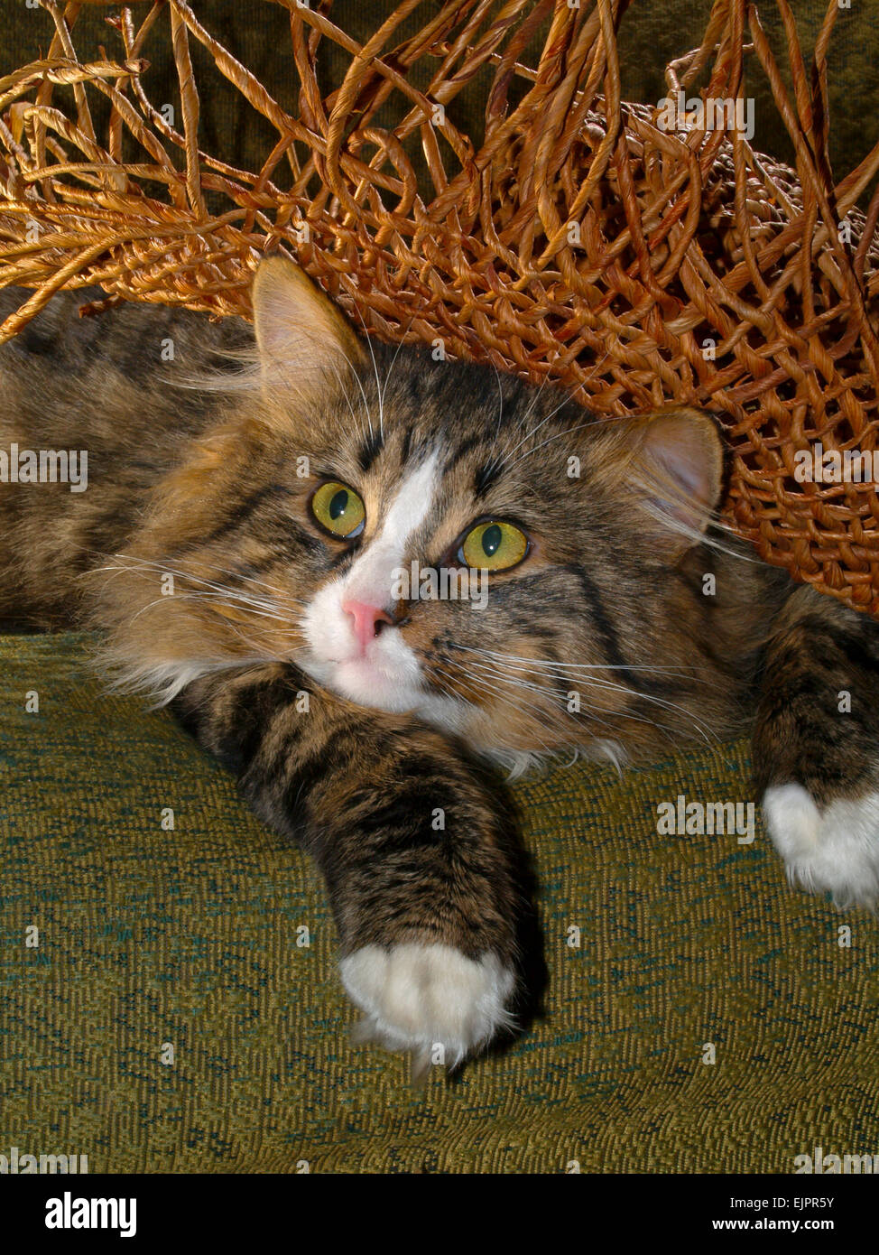 Gatto cappello di vimini Foto stock - Alamy