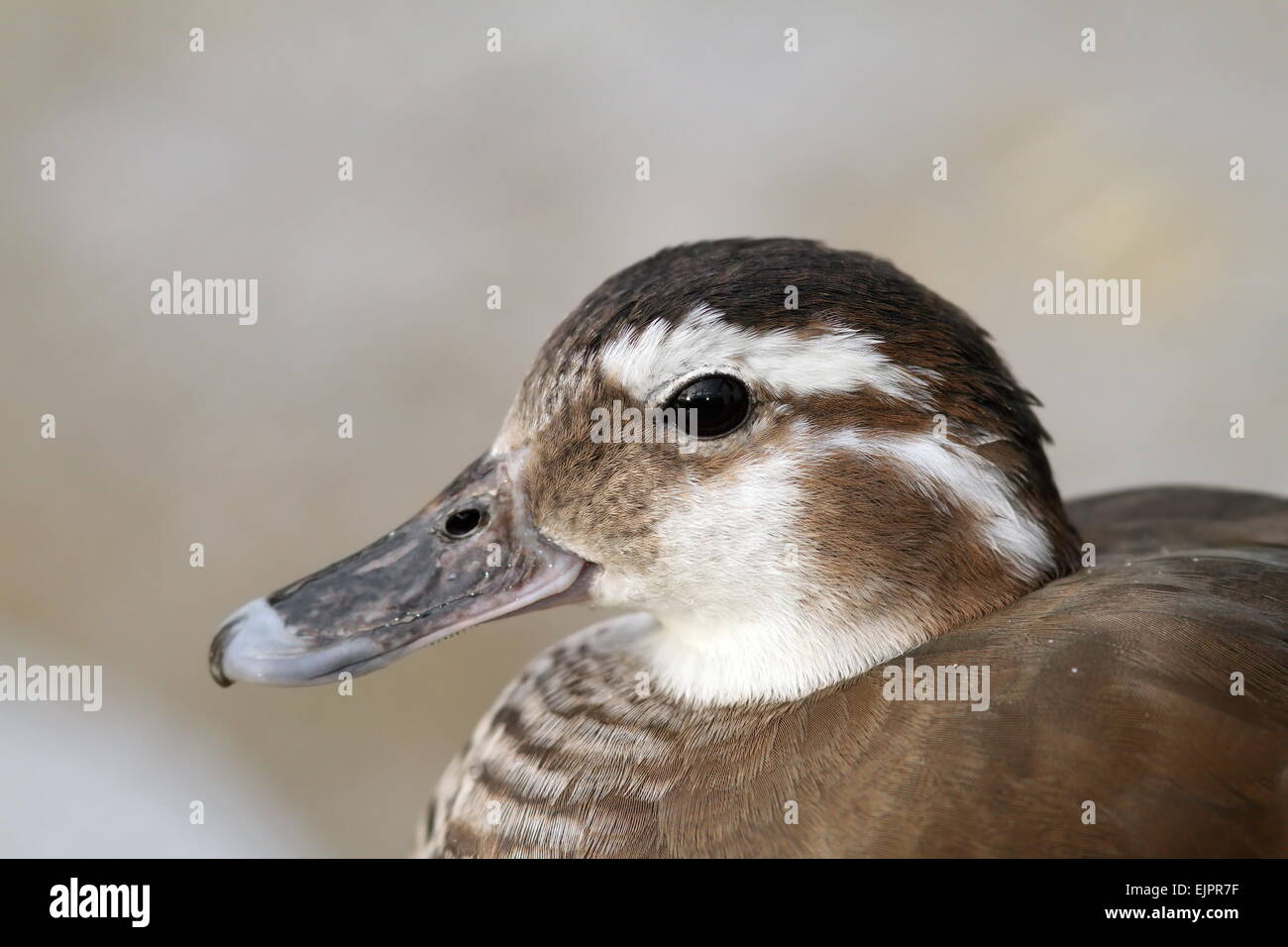 Femmine di Anatra di mandarino ritratto oltre al di fuori della messa a fuoco sfondo ( Aix galericulata ) Foto Stock