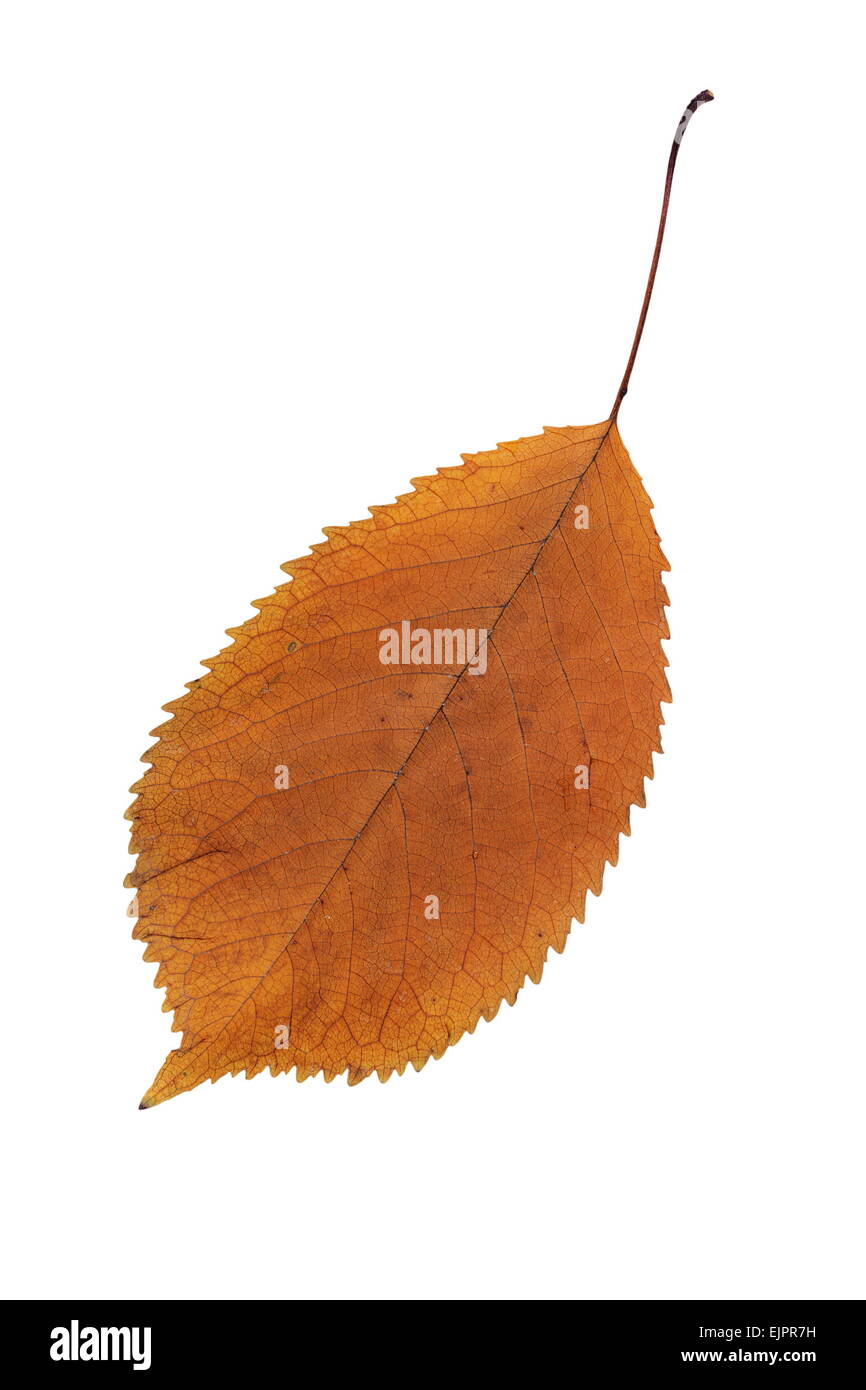 Colore arancione sbiadito Cherry leaf isolate su sfondo bianco Foto Stock