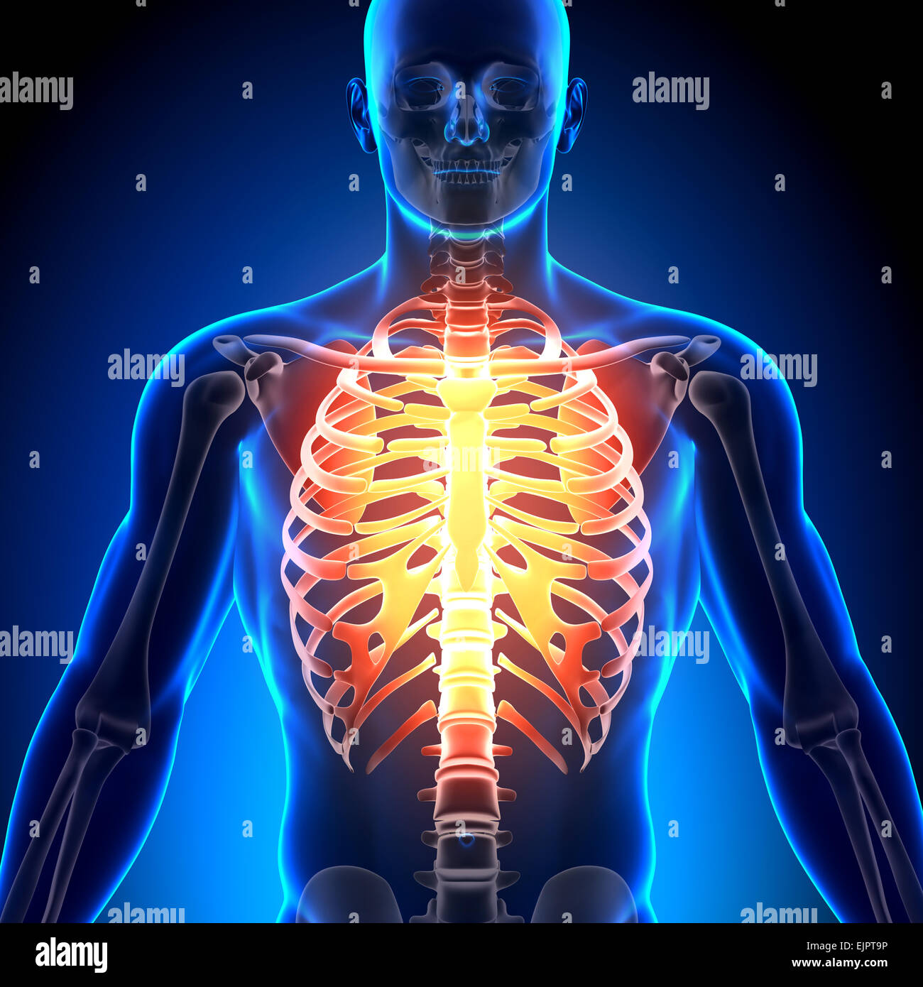 Nervatura maschio gabbia - Anatomia ossa Foto Stock