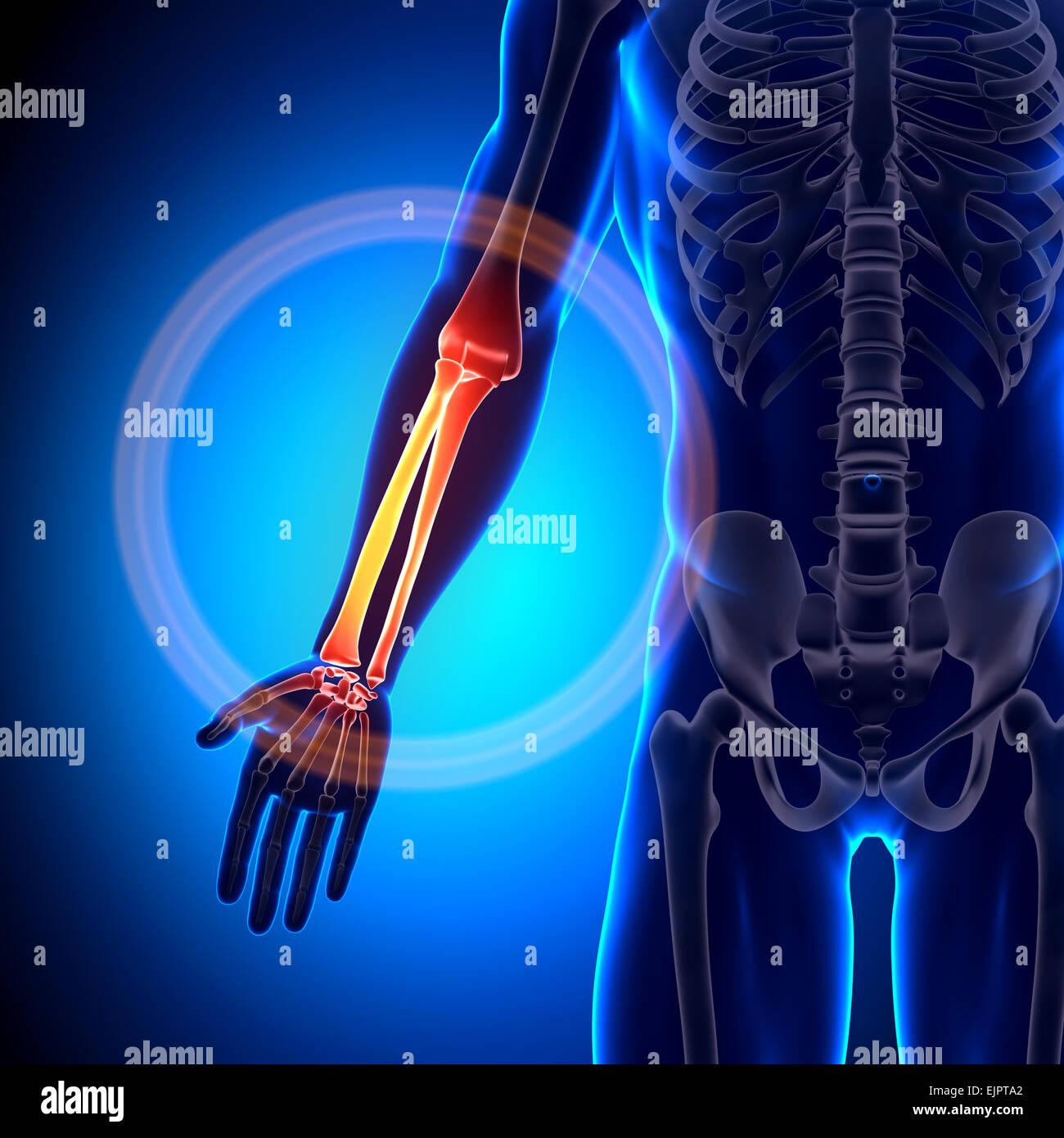 Raggio maschio / Ulna - Avambraccio - Anatomia ossa Foto Stock