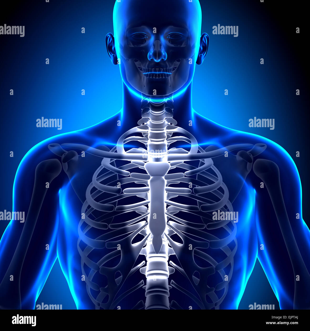 La nervatura maschio / gabbia dello sterno - Anatomia ossa Foto Stock