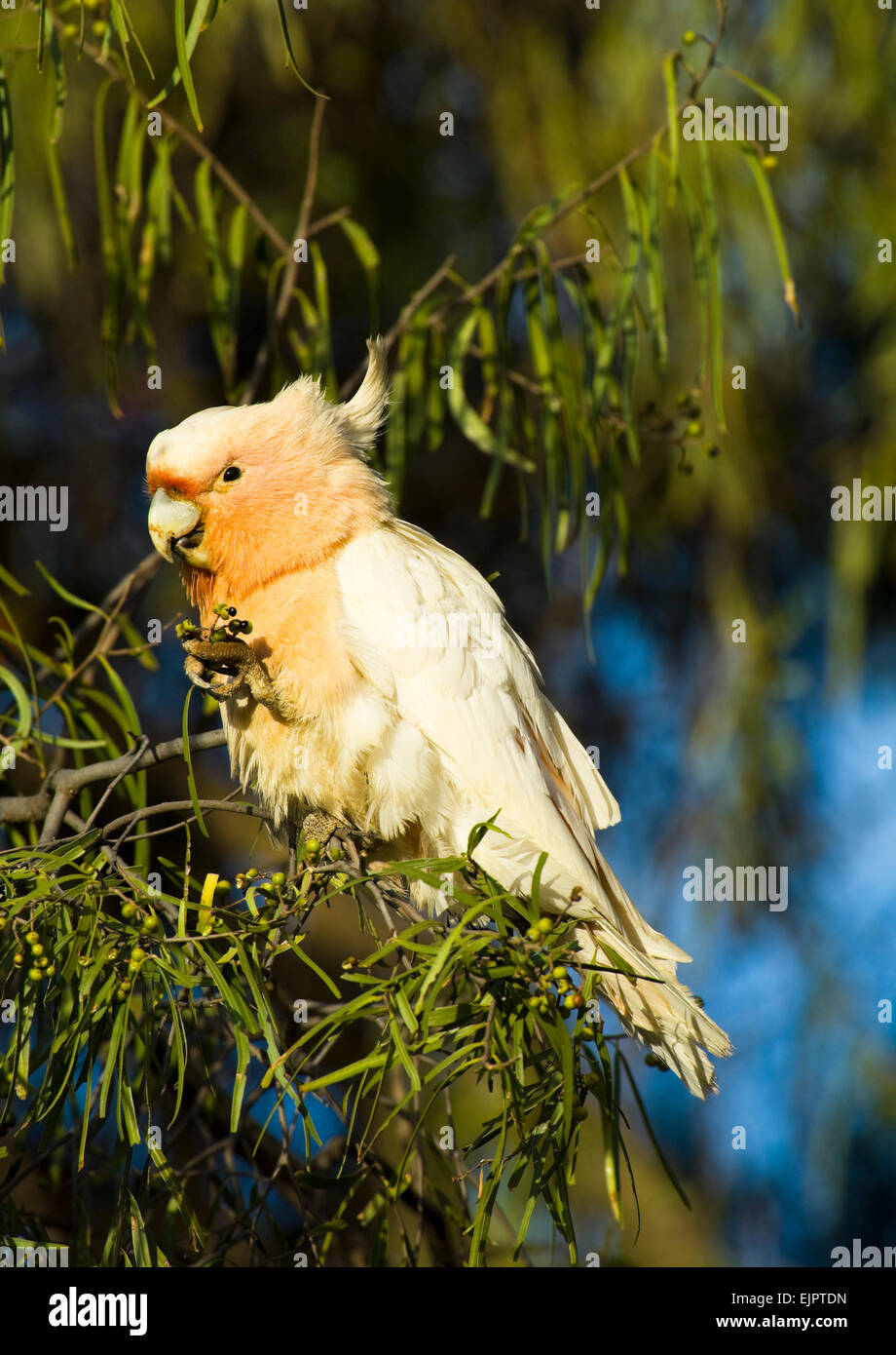 Grandi Mitchell's Cacatua - Alimentazione - Mungo National Park, New South Wales, Australia Foto Stock