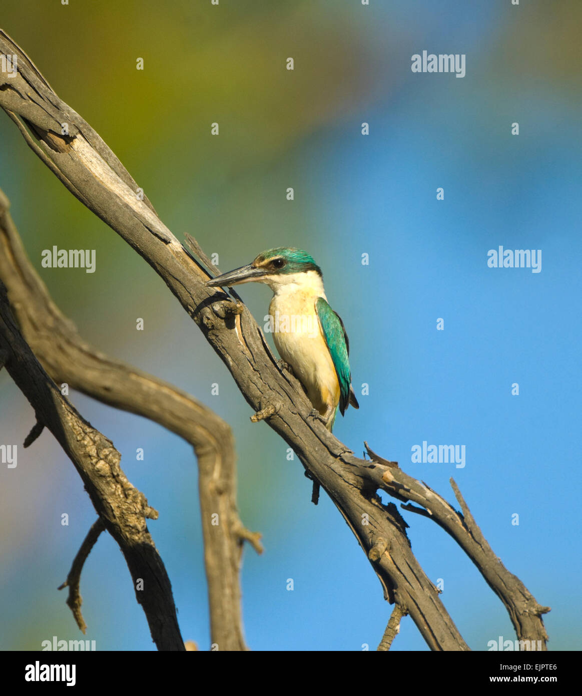Sacro Kingfisher (Todiramphus sanctus) arroccato, Yanga ha National Park, New South Wales, Australia Foto Stock