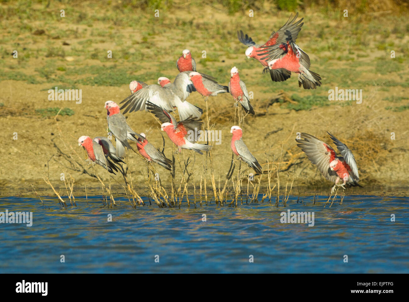 Galahs / Rose-breasted Cockatoo / Roseate Cacatua (Cacatua roseicapilla) proveniente da bere, Mungo National Park, NSW, Australia Foto Stock