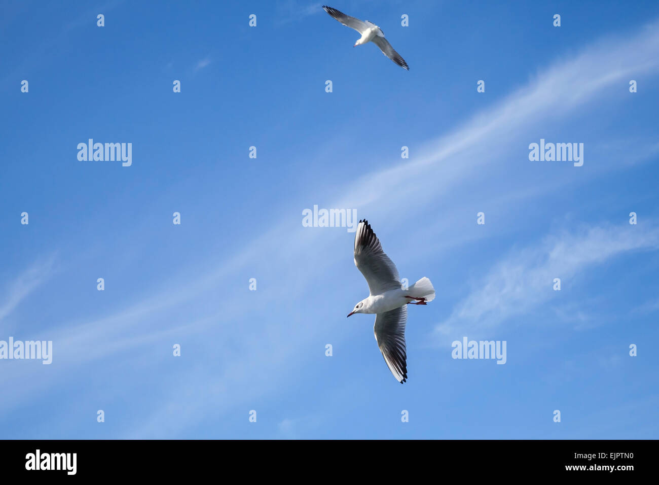 Due bianchi gabbiani battenti blu su sfondo con cielo nuvoloso Foto Stock