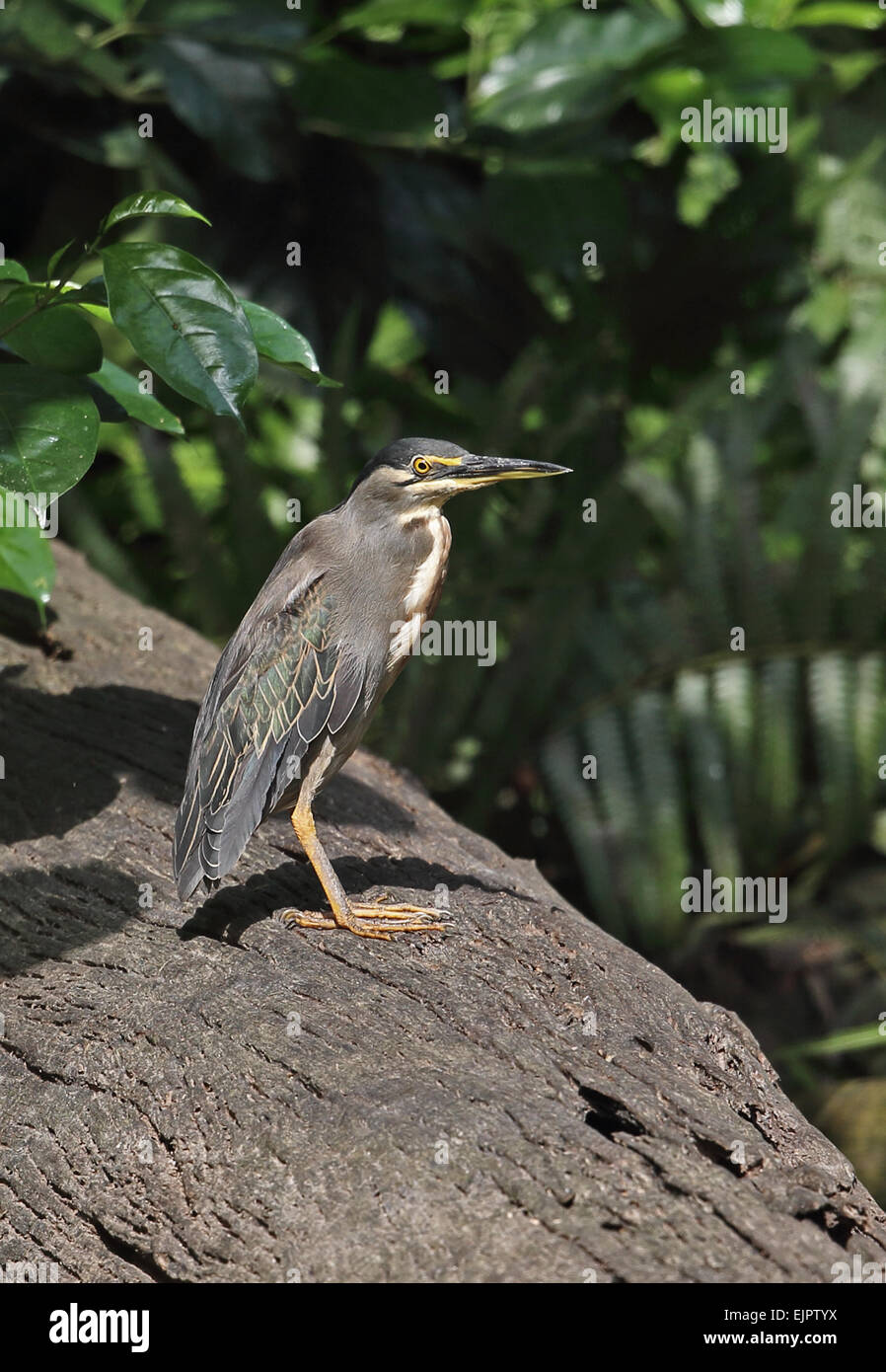 Airone striato (Butorides striata atricapilla) adulto, in piedi sul log in foresta, piscina Ankasa Riserva, Febbraio Foto Stock