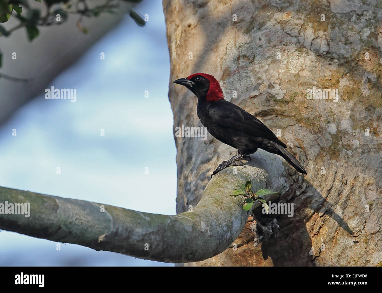 Red-headed Malimbo (Malimbus rubricollis) maschio adulto, appollaiato sul ramo, Kakum N.P., Ghana, Febbraio Foto Stock