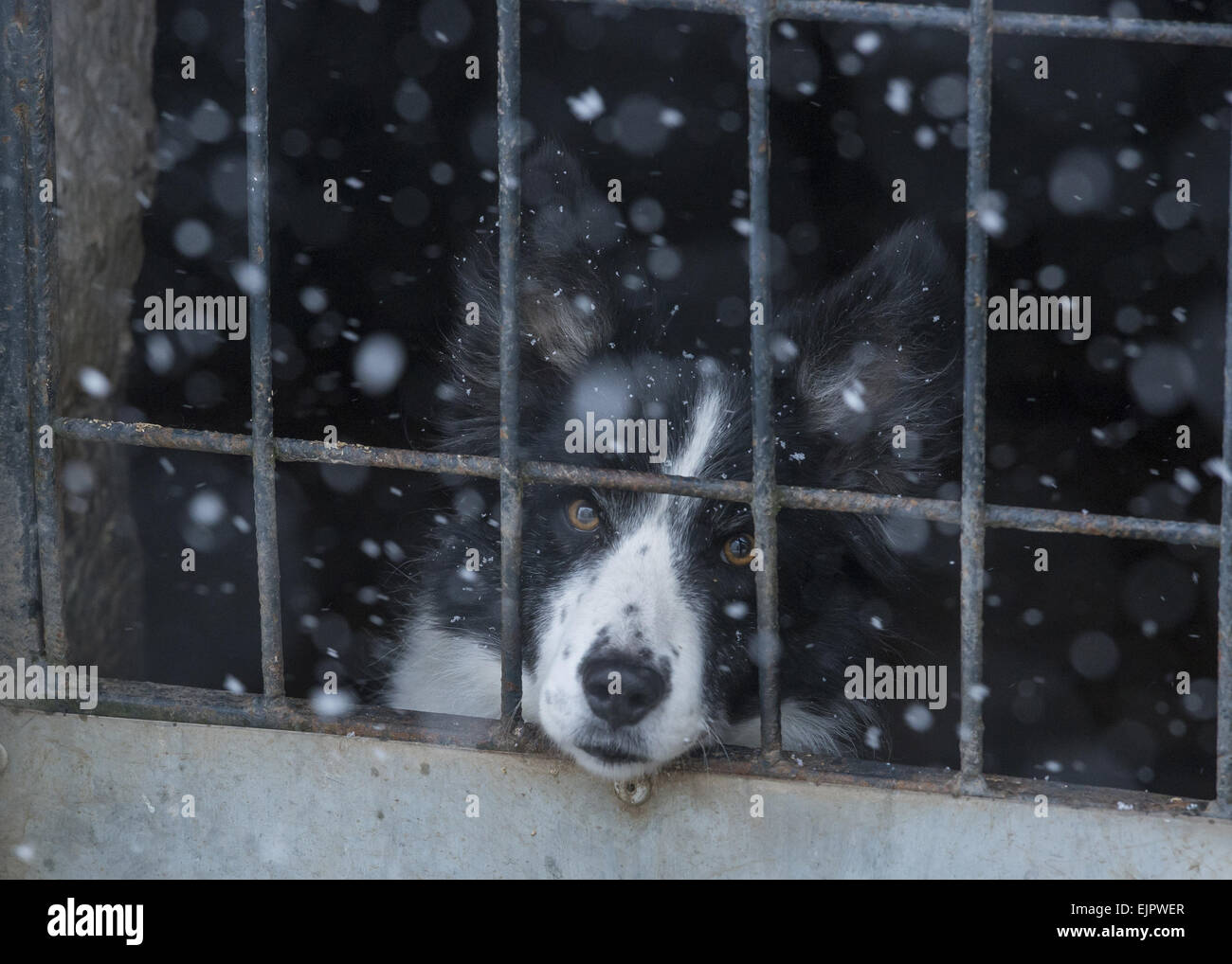 Cane domestico, Border Collie, lavorando sheepdog, adulto, guardando fuori della penna durante la nevicata, vicino Thornhill, Dumfries and Galloway, Scozia, Gennaio Foto Stock