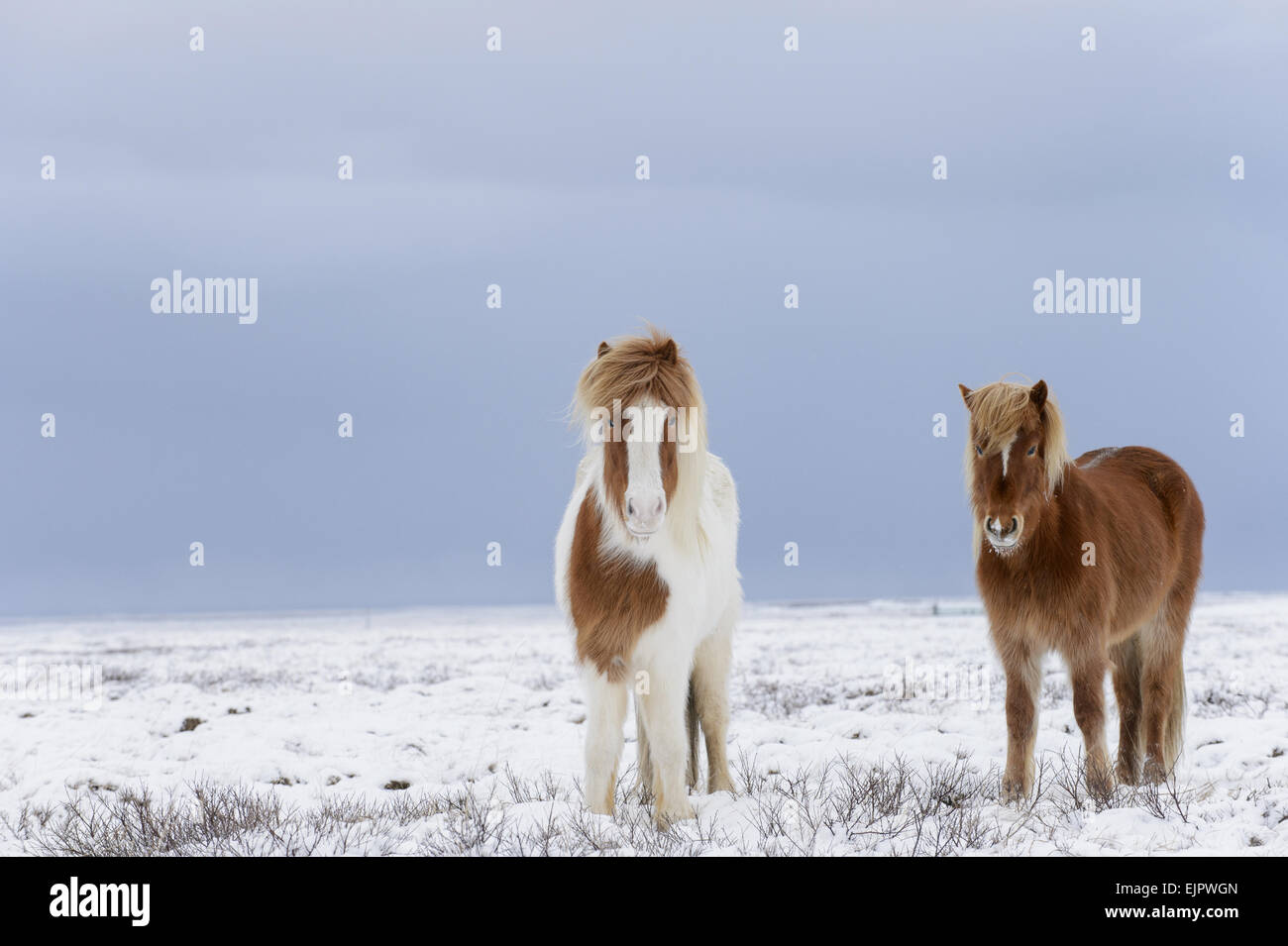 Cavallo, Pony islandese, due adulti, permanente sulla neve, Snaefellsnes, Vesturland, Islanda, Marzo Foto Stock