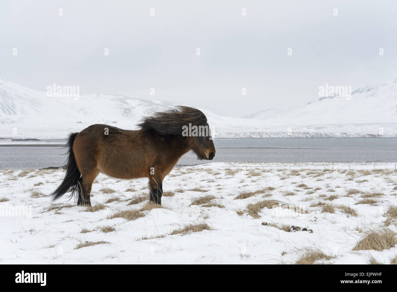 Cavallo, Pony islandese, adulto, permanente sulla neve, Snaefellsnes, Vesturland, Islanda, Marzo Foto Stock