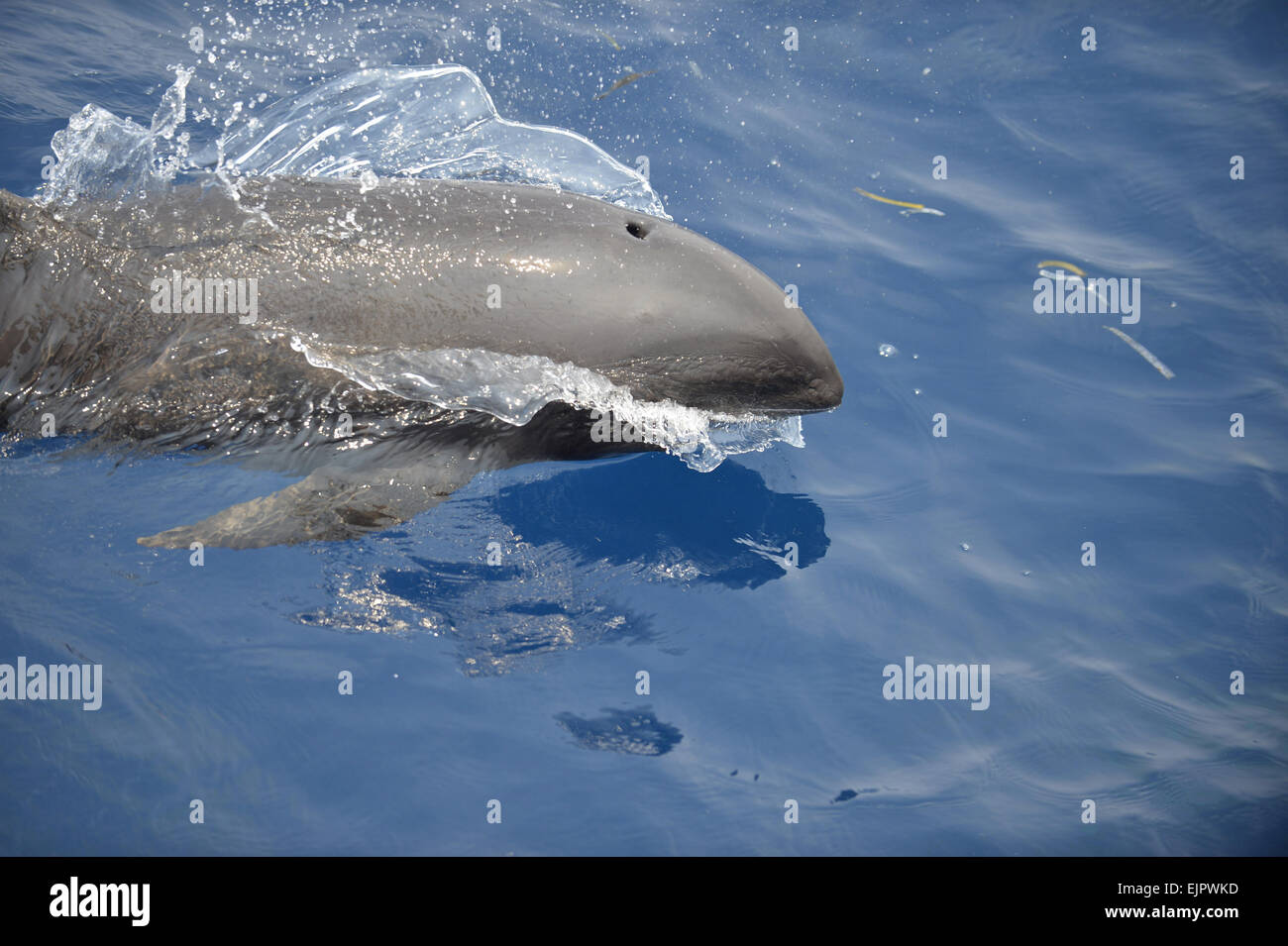 Melon capo-balena (Peponocephala electra) adulto, porpoising, Mare di Bali, Lesser Sunda Islands, Indonesia, Ottobre Foto Stock