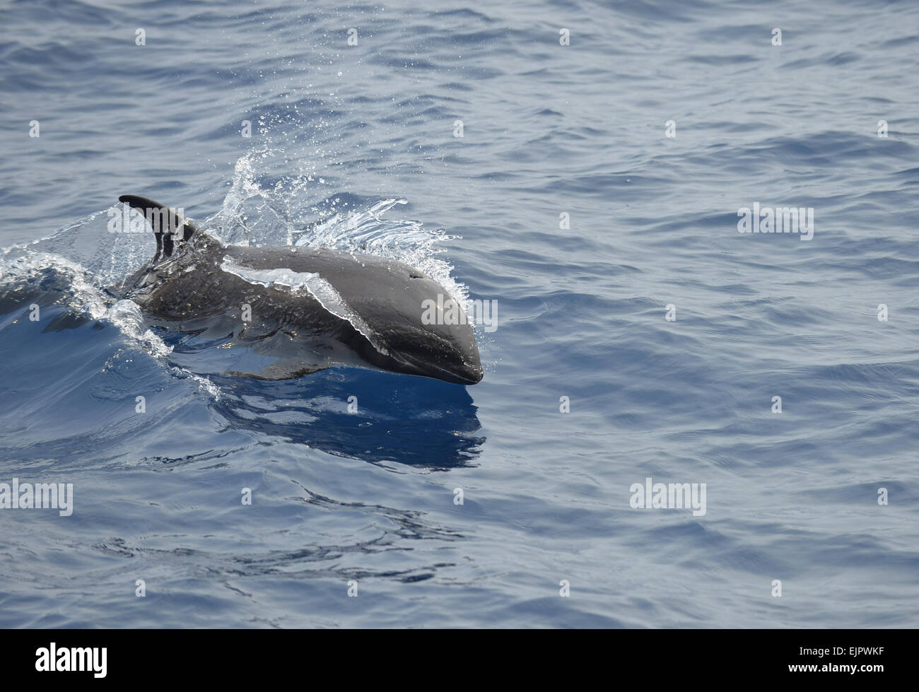 Melon capo-balena (Peponocephala electra) adulto, porpoising, Mare di Bali, Lesser Sunda Islands, Indonesia, Ottobre Foto Stock